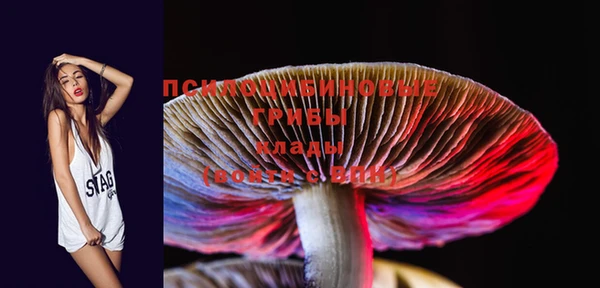 PSILOCYBIN Коряжма